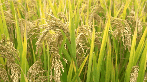 亿万先生MR·(中国集团)官方网站