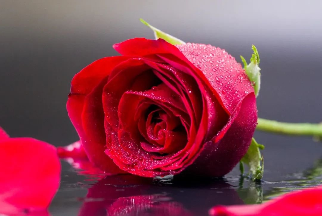 女神节 | 致敬“她”实力，，，共筑优美未来